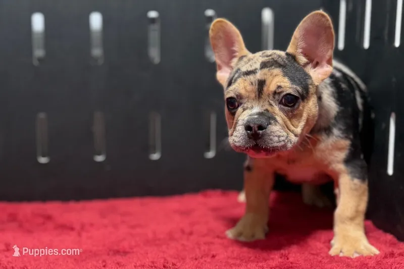 Freddie  – French Bulldog puppy for sale in Sturgis, MI