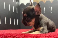 Zebra, a female French Bulldog for sale in Sturgis, MI – 2 of 9