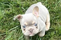 Eddie, a male French Bulldog for sale in Sturgis, MI – 7 of 9