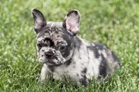 Upton, a male French Bulldog for sale in Sturgis, MI – 9 of 10