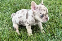 Kara, a female French Bulldog for sale in Sturgis, MI – 2 of 10