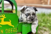 Smoky, a male French Bulldog for sale in Sturgis, MI – 8 of 10