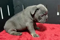 Lionel, a  French Bulldog for sale in Sturgis, MI – 9 of 10