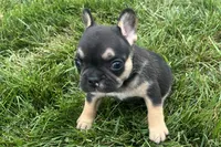 Franny  , a female French Bulldog for sale in Sturgis, MI – 1 of 10