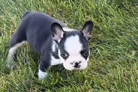 Cecil , a male French Bulldog for sale in Sturgis, MI – 4 of 9