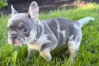 Russell, a male French Bulldog for sale in Sturgis, MI – 8 of 8
