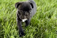 Quincy, a male Frenchton for sale in Sturgis, MI – 8 of 10