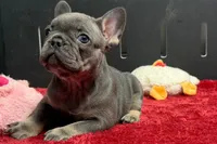 Xia , a female French Bulldog for sale in Sturgis, MI – 10 of 10