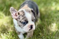 Rebel, a male Frenchton for sale in Sturgis, MI – 5 of 10