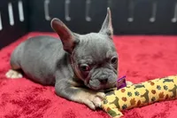 Ronnie, a male French Bulldog for sale in Sturgis, MI – 7 of 7