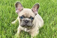 Usher, a male French Bulldog for sale in Sturgis, MI – 2 of 9