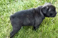 Remy , a male Frenchton for sale in Sturgis, MI – 4 of 10