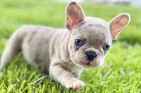 Glory, a female French Bulldog for sale in Sturgis, MI – 7 of 10