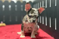 Zina , a female French Bulldog for sale in Sturgis, MI – 9 of 10