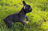 Verle, a male Frenchton for sale in Sturgis, MI – 10 of 10