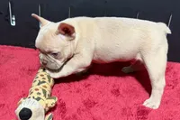 Leo, a  French Bulldog for sale in Sturgis, MI – 10 of 10