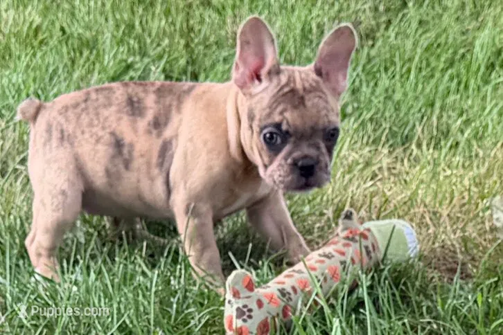 Velma  – Frenchton puppy for sale in Sturgis, MI