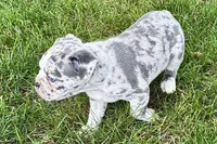 Royal, a female Frenchton for sale in Sturgis, MI – 3 of 8