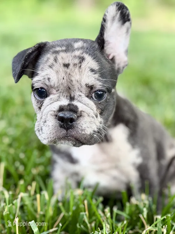 Ginger – French Bulldog puppy for sale in Sturgis, MI