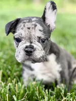 Ginger, a female French Bulldog for sale in Sturgis, MI – 1 of 10