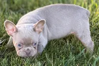 Babe, a female French Bulldog for sale in Sturgis, MI – 6 of 10