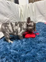 Flora, a female French Bulldog for sale in Sturgis, MI – Photo 4 of 7