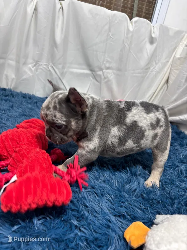 Flora – French Bulldog puppy for sale in Sturgis, MI