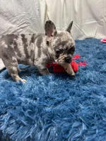 Flora, a female French Bulldog for sale in Sturgis, MI – Photo 6 of 7