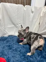 Flora, a female French Bulldog for sale in Sturgis, MI – Photo 5 of 7