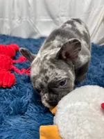 Flora, a female French Bulldog for sale in Sturgis, MI – Photo 2 of 7