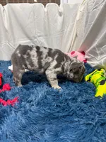 Flora, a female French Bulldog for sale in Sturgis, MI – Photo 7 of 7