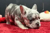 Zink, a female French Bulldog for sale in Sturgis, MI – 2 of 7