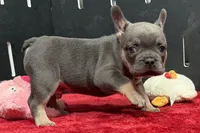 Xander, a male French Bulldog for sale in Sturgis, MI – 2 of 10
