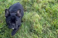 Pearl, a female French Bulldog for sale in Sturgis, MI – 9 of 10