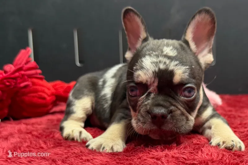 Zack  – French Bulldog puppy for sale in Sturgis, MI