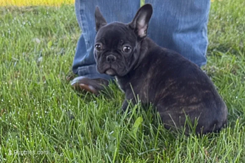 Verle – Frenchton puppy for sale in Sturgis, MI