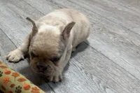 Roseie, a female French Bulldog for sale in Sturgis, MI – 7 of 10