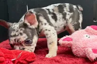 Zina , a female French Bulldog for sale in Sturgis, MI – 8 of 8