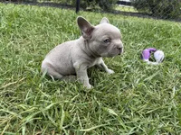 Colt, a male French Bulldog for sale in Sturgis, MI – 9 of 10