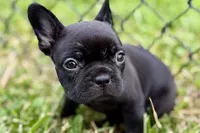 Clover, a female French Bulldog for sale in Sturgis, MI – 6 of 9