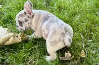 Gizmo, a male French Bulldog for sale in Sturgis, MI – 4 of 9