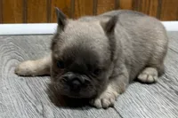 Ruthie, a female French Bulldog for sale in Sturgis, MI – 5 of 9
