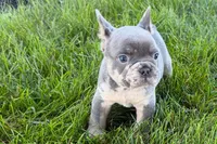 Rafe, a male French Bulldog for sale in Sturgis, MI – 5 of 9