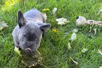 Kurt, a male French Bulldog for sale in Sturgis, MI – 5 of 10