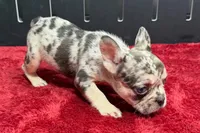 Zero, a female French Bulldog for sale in Sturgis, MI – 7 of 8