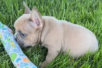 Peanut, a male French Bulldog for sale in Sturgis, MI – 9 of 10