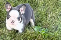 Chandler , a male French Bulldog for sale in Sturgis, MI – 3 of 10