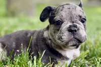 Ginger, a female French Bulldog for sale in Sturgis, MI – 7 of 10