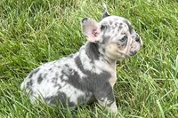 Ethel, a female French Bulldog for sale in Sturgis, MI – 2 of 9