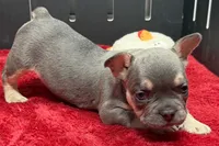 Zilo, a male French Bulldog for sale in Sturgis, MI – 3 of 10
